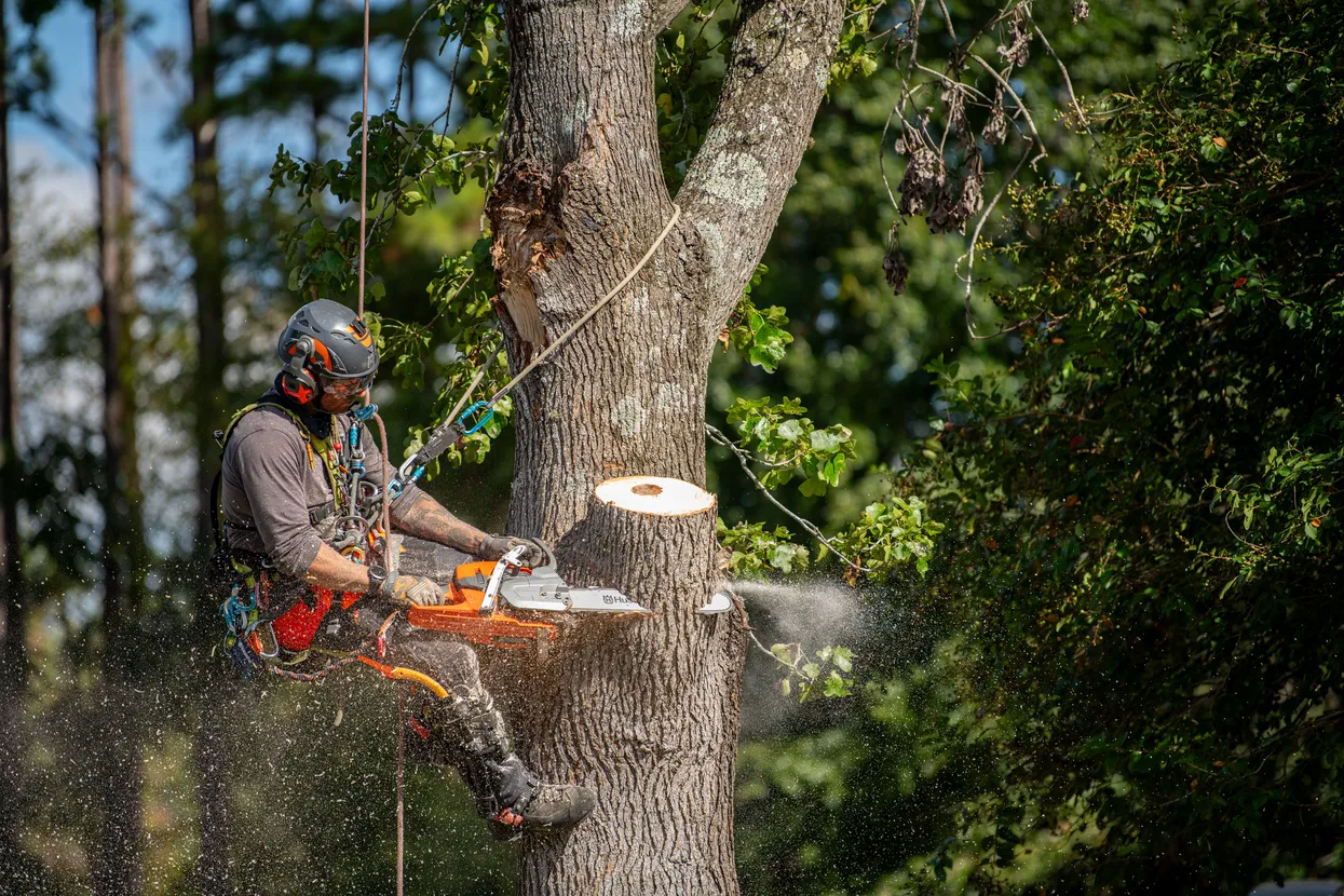 Chainsaws